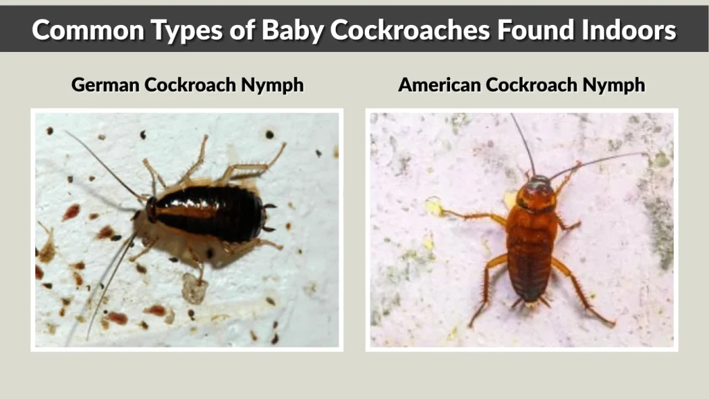 Common Types of Baby Cockroaches Found Indoors