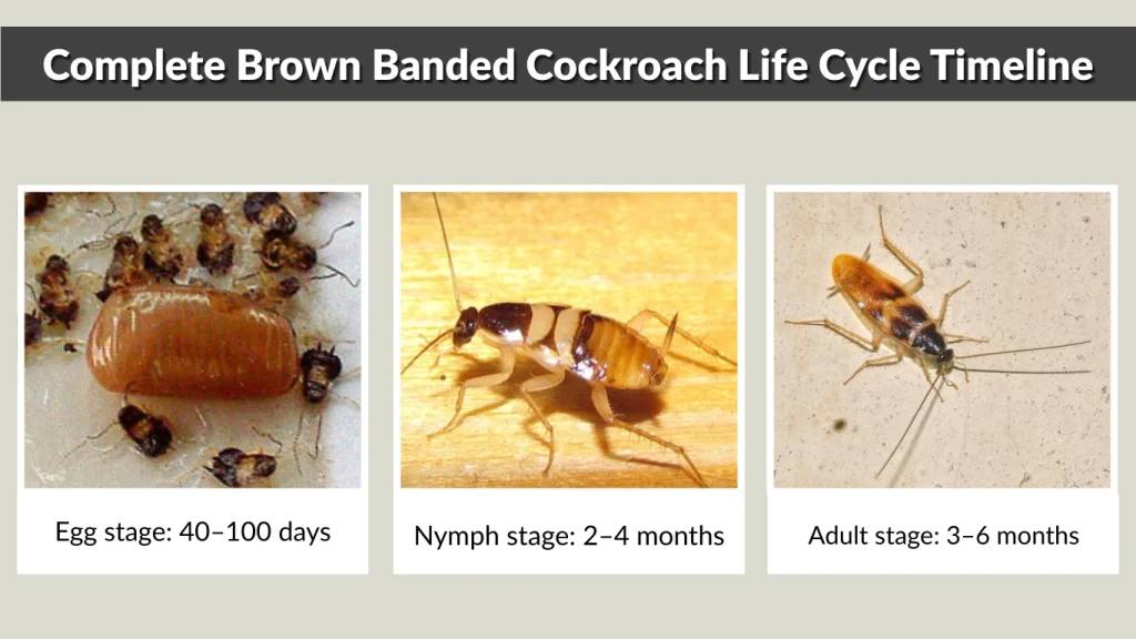 Complete Brown Banded Cockroach Life Cycle Timeline