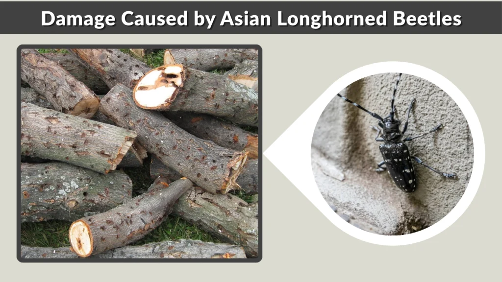 Damage Caused by Asian Longhorned Beetles