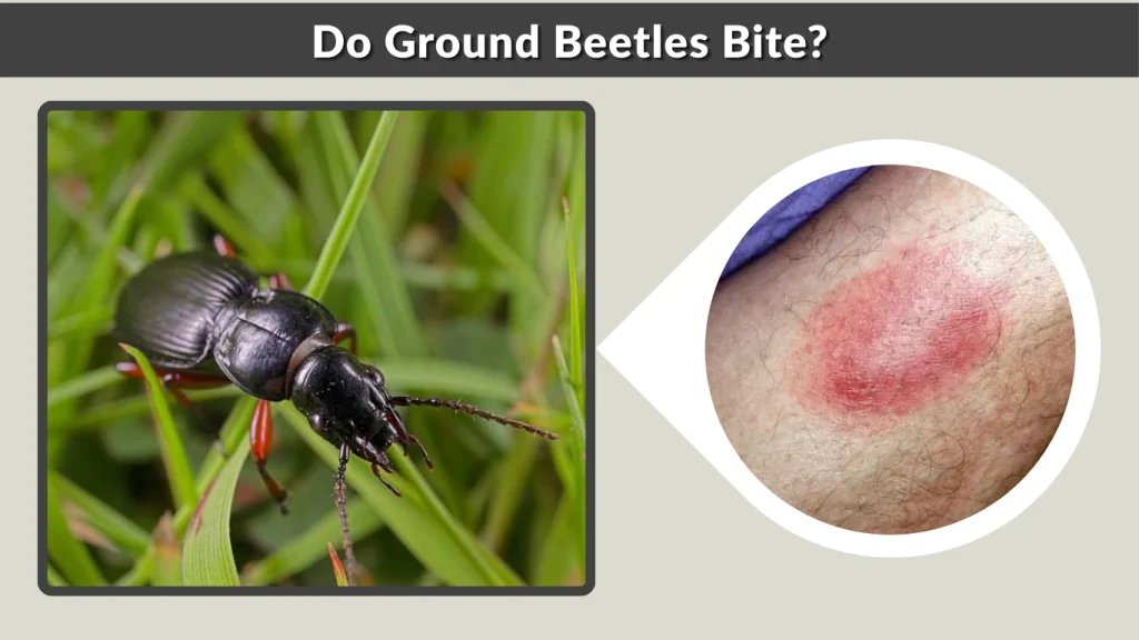 Do Ground Beetles Bite