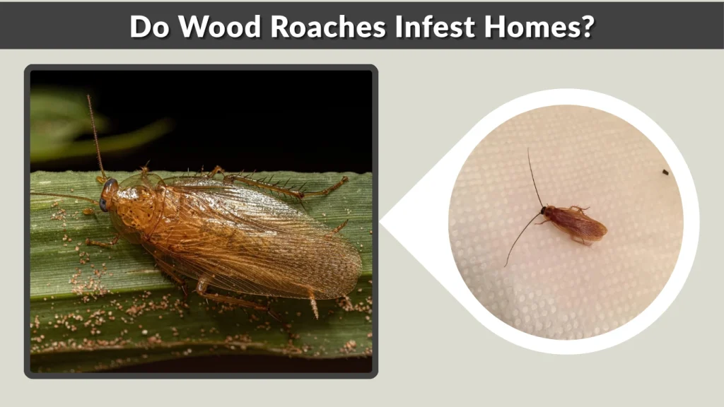 Do Wood Roaches Infest Homes