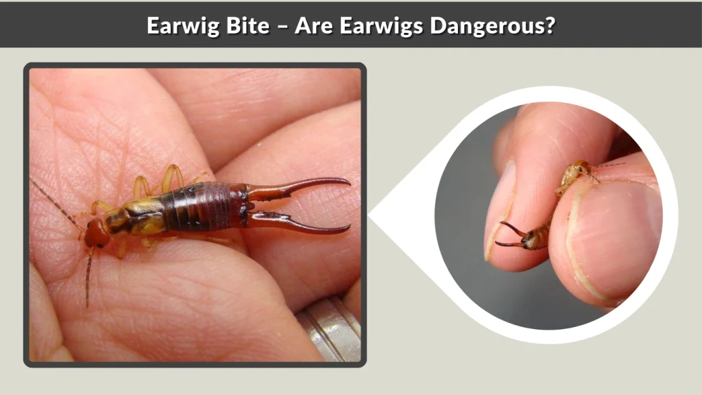 Earwig Bite – Are Earwigs Dangerous