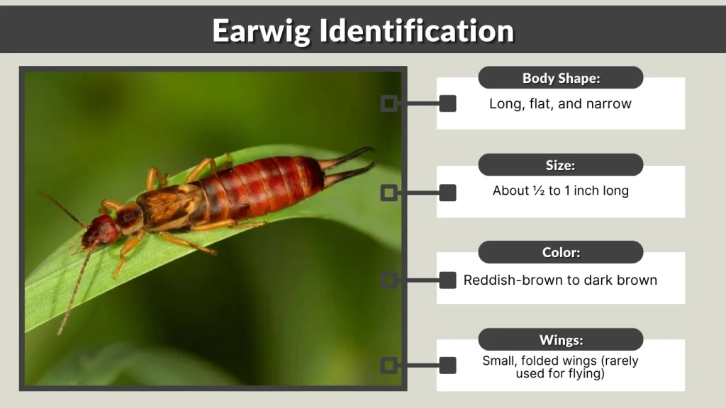 Earwig Identification