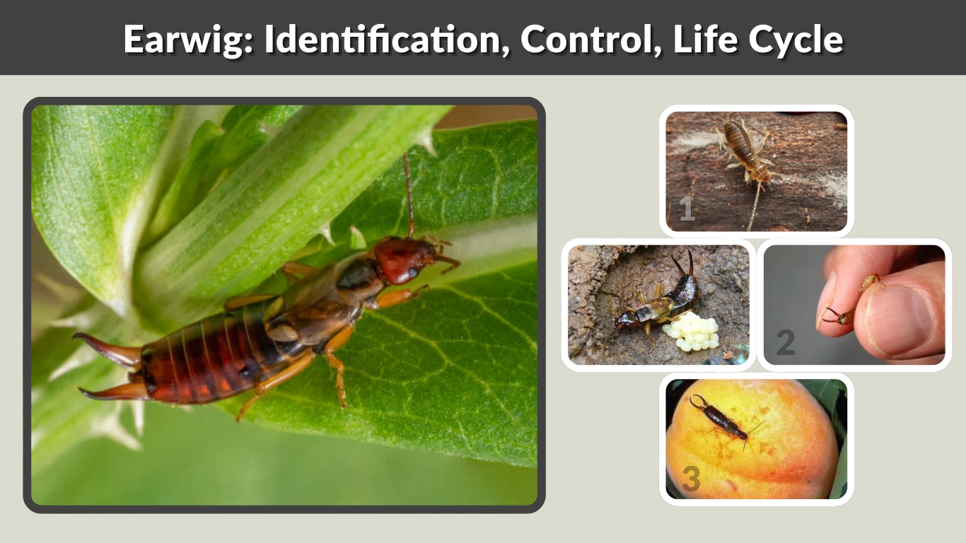 Earwig Identification, Control, Life Cycle & Prevention Guide