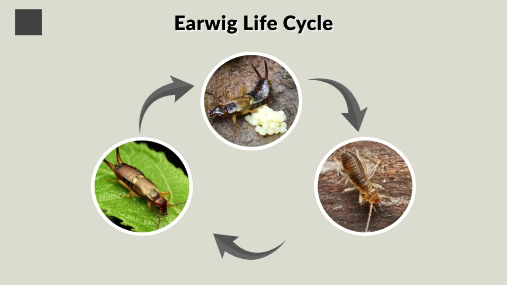 Earwig Life Cycle