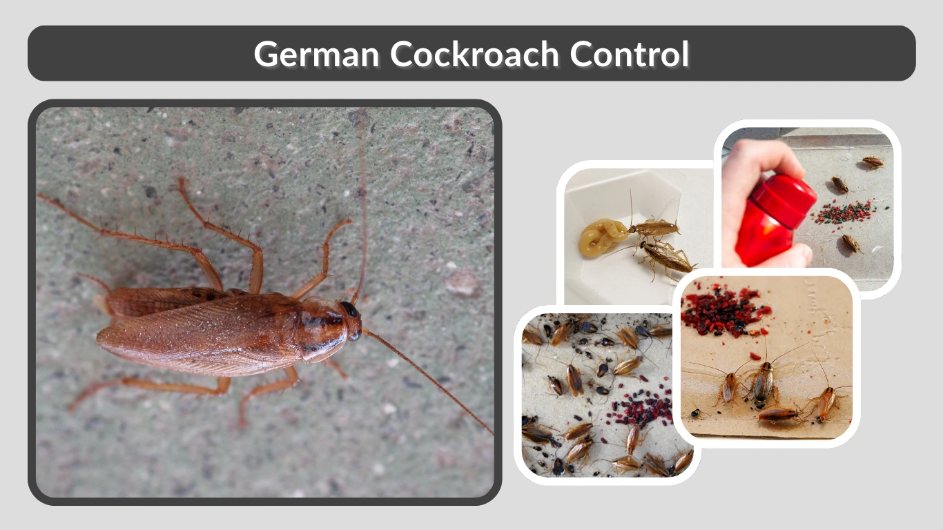 German Cockroach Control Effective Methods to Eliminate Infestations