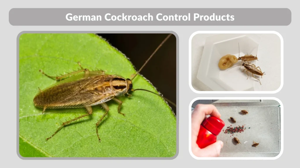 German Cockroach Control Products