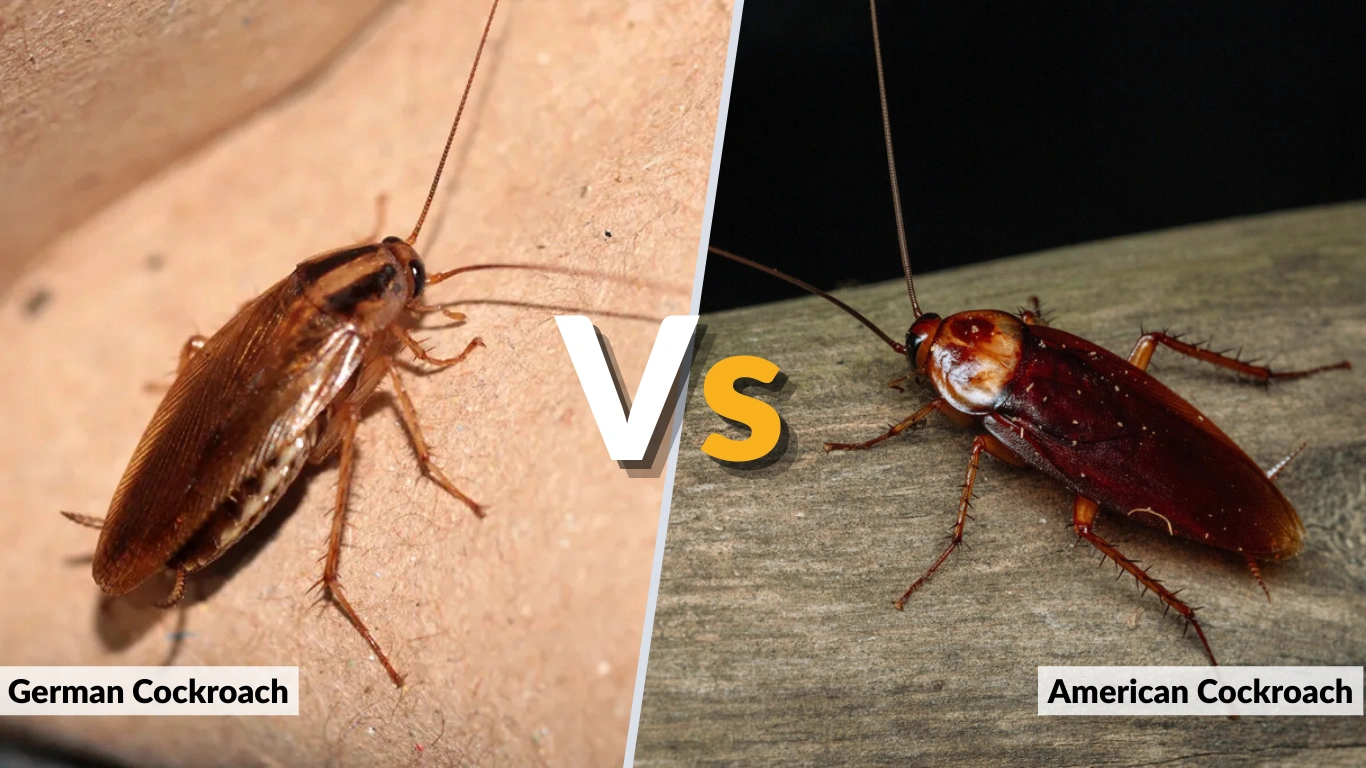 German vs American Cockroach Key Differences Explained