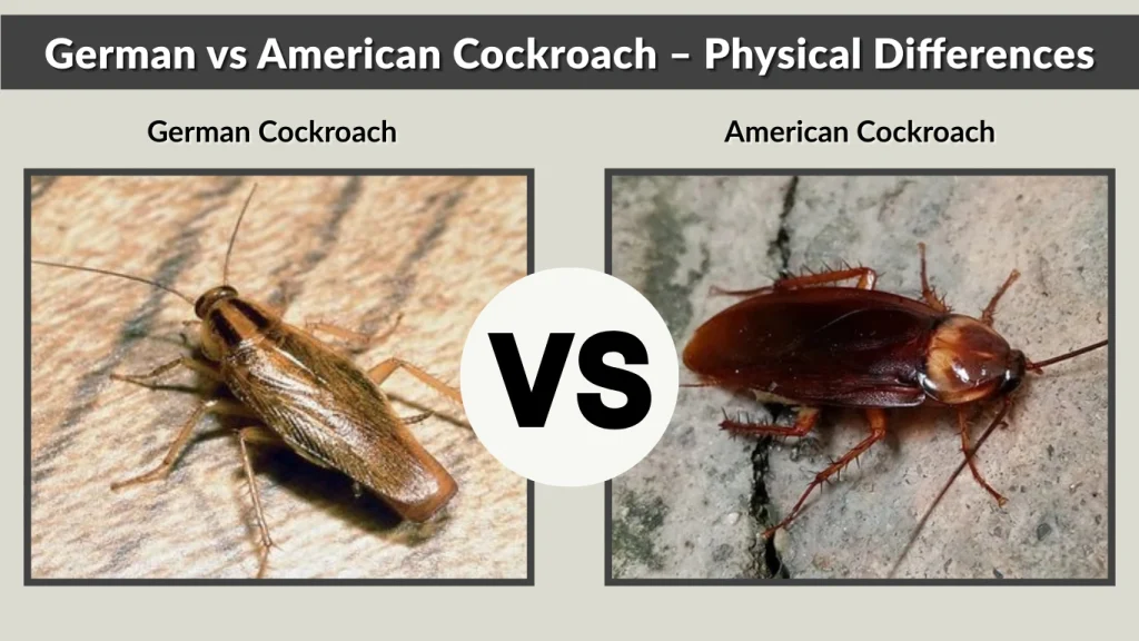 German vs American Cockroach – Physical Differences