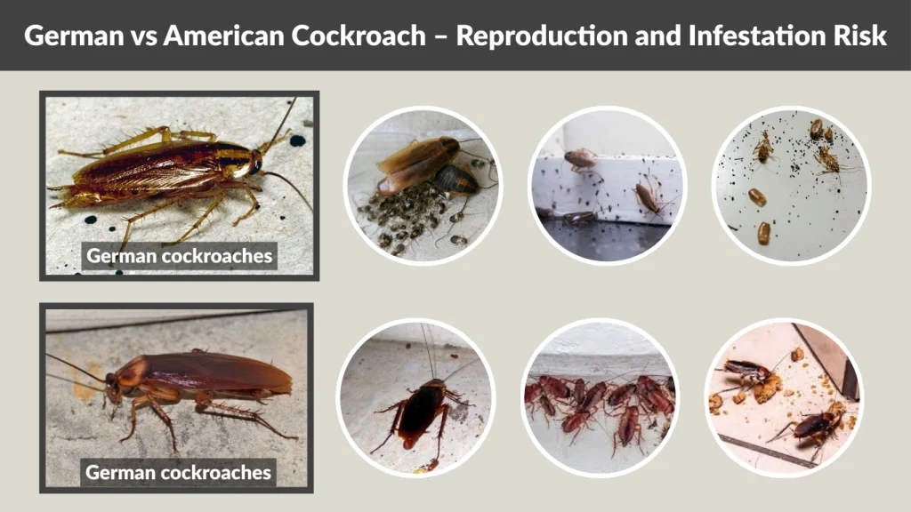 German vs American Cockroach – Reproduction and Infestation Risk