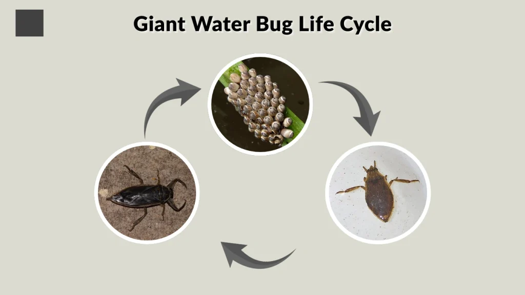 Giant Water Bug Life Cycle