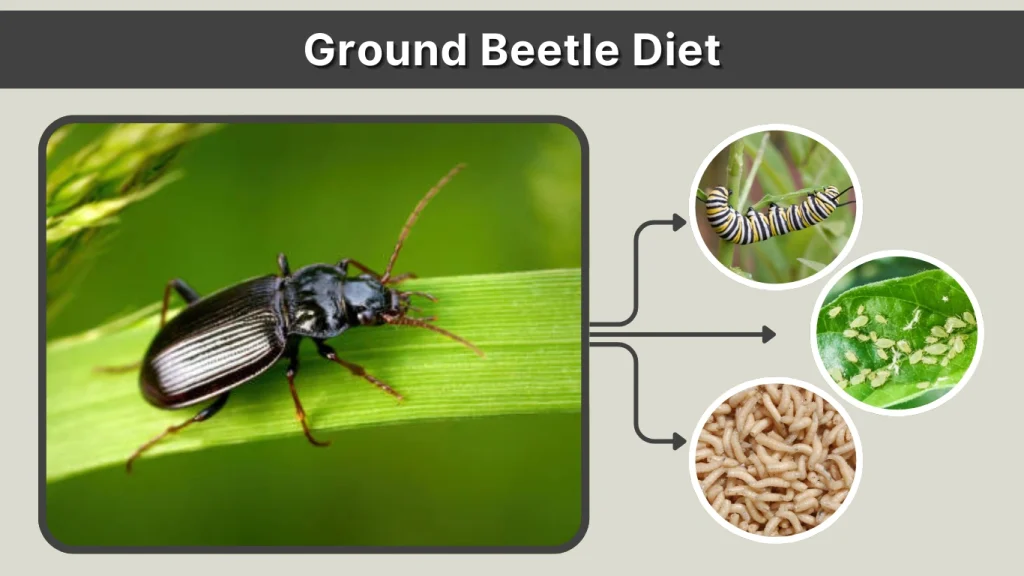Ground Beetle Diet