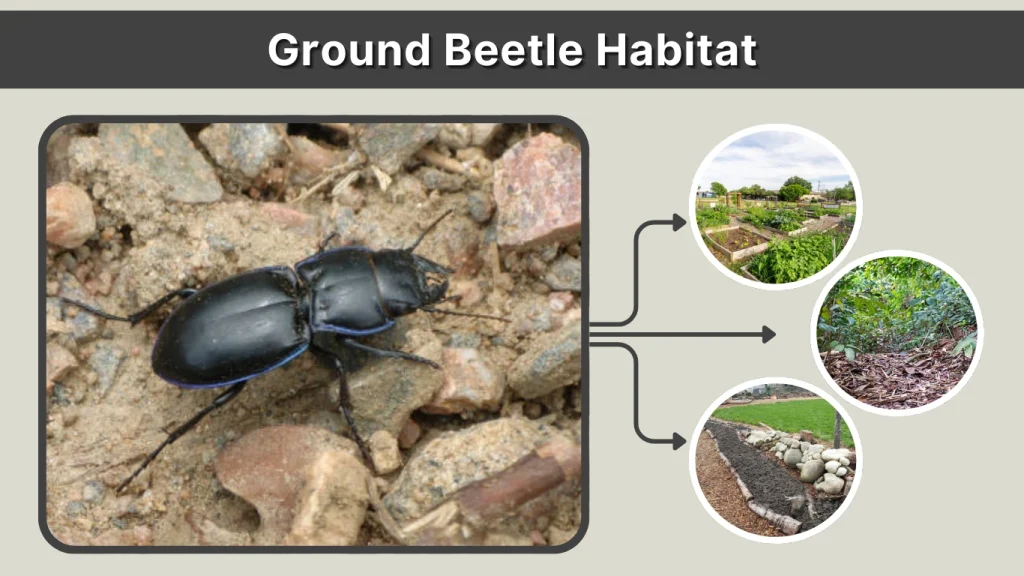 Ground Beetle Habitat