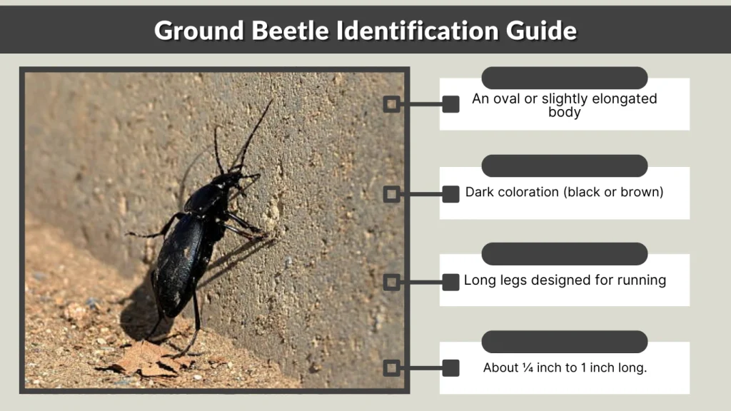 Ground Beetle Identification Guide