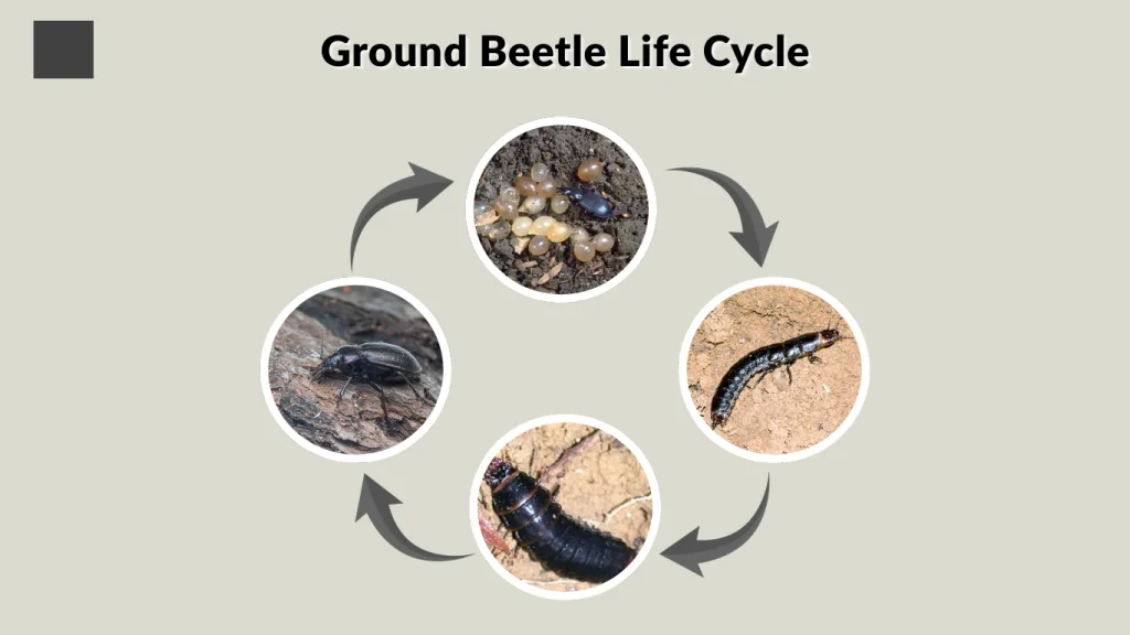 Ground Beetle Life Cycle