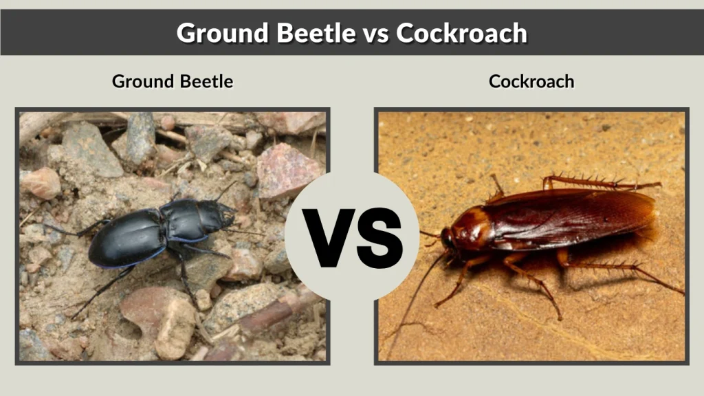 Ground Beetle vs Cockroach