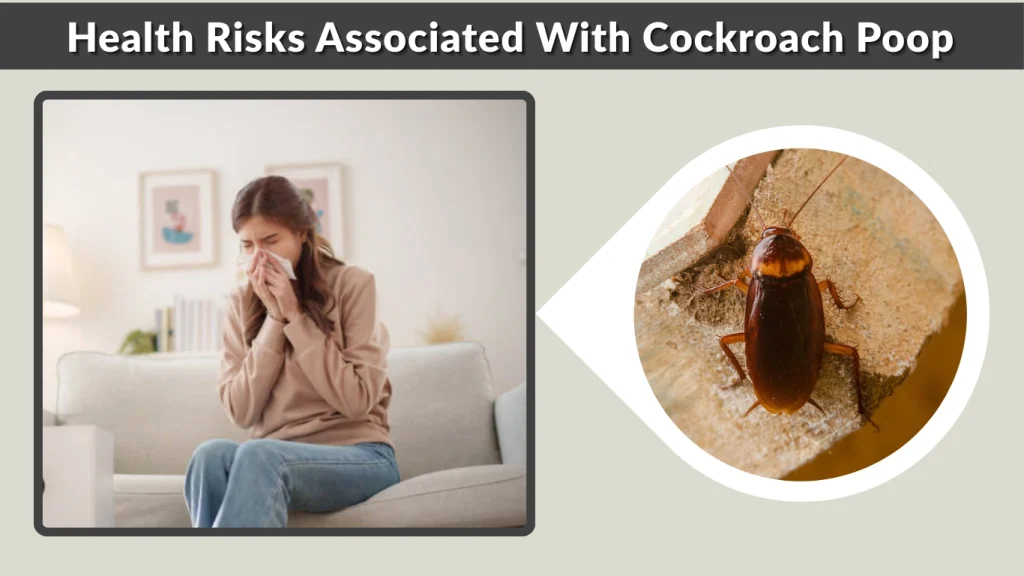 Health Risks Associated With Cockroach Poop