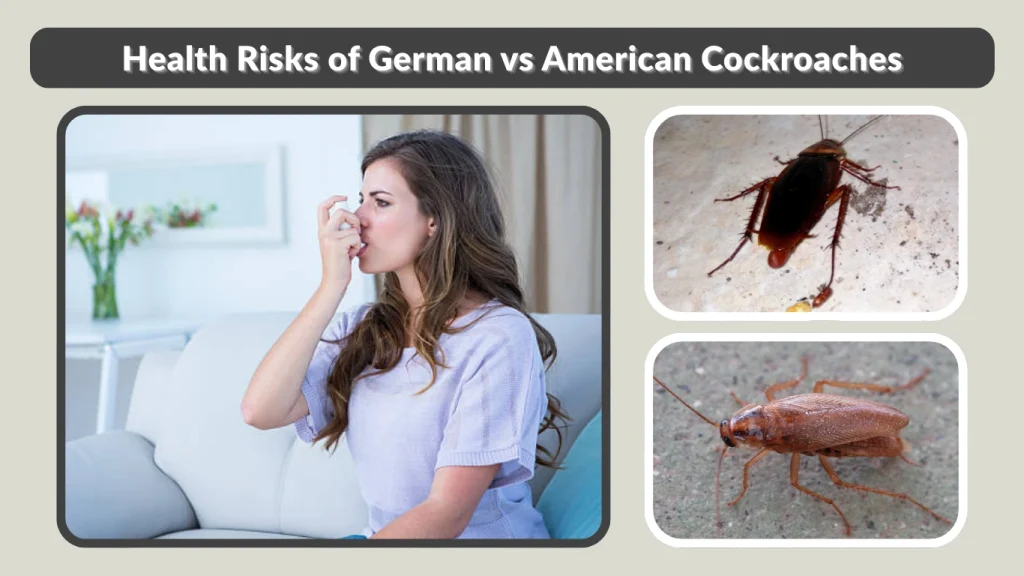 Health Risks of German vs American Cockroaches