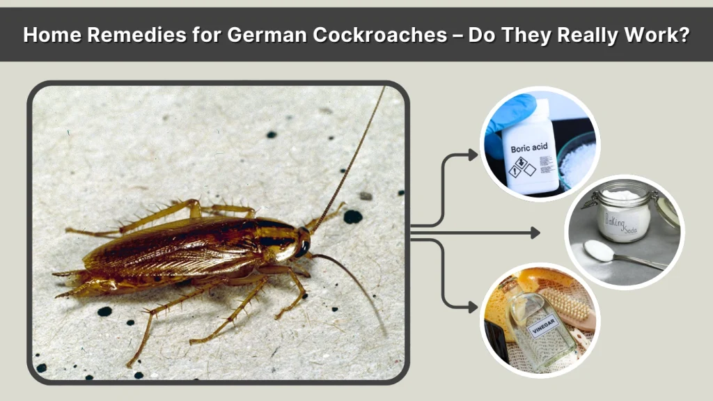Home Remedies for German Cockroaches – Do They Really Work