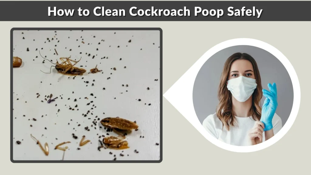 How to Clean Cockroach Poop Safely