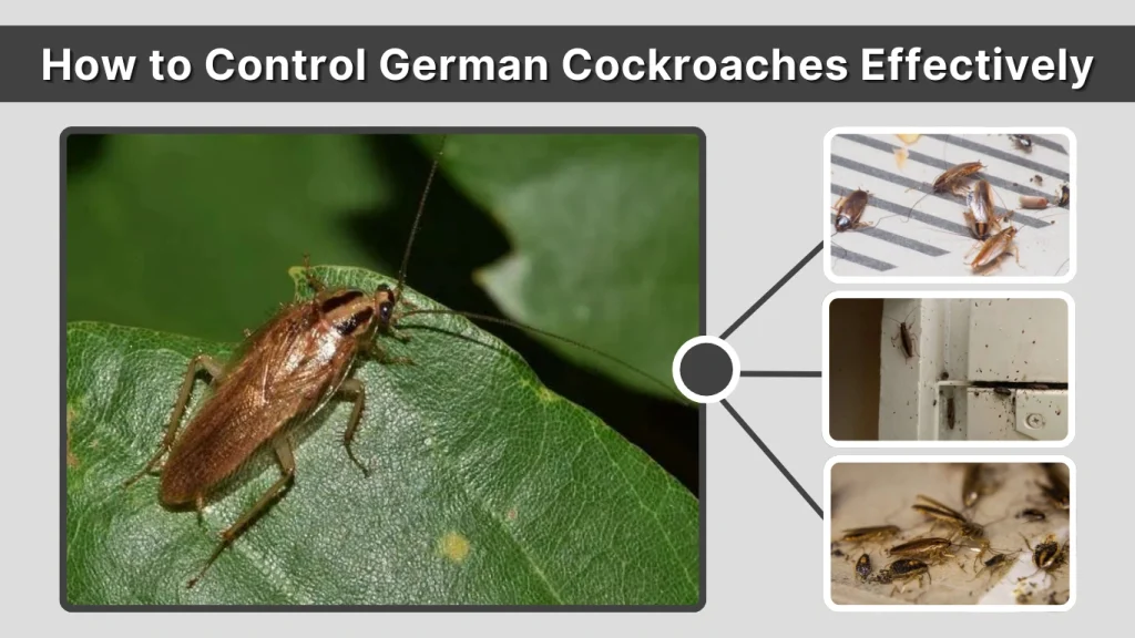 How to Control German Cockroaches Effectively