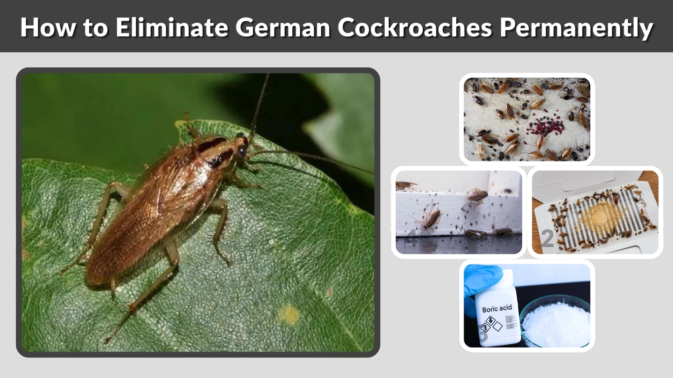 How to Eliminate German Cockroaches Permanently