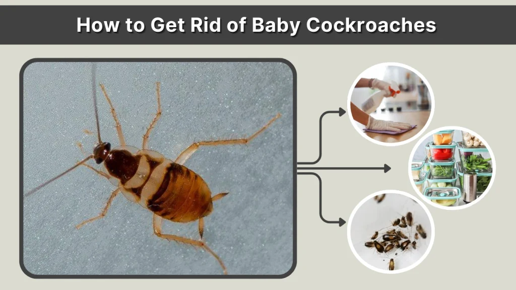 How to Get Rid of Baby Cockroaches