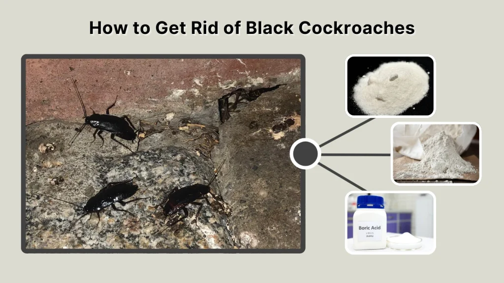 How to Get Rid of Black Cockroaches
