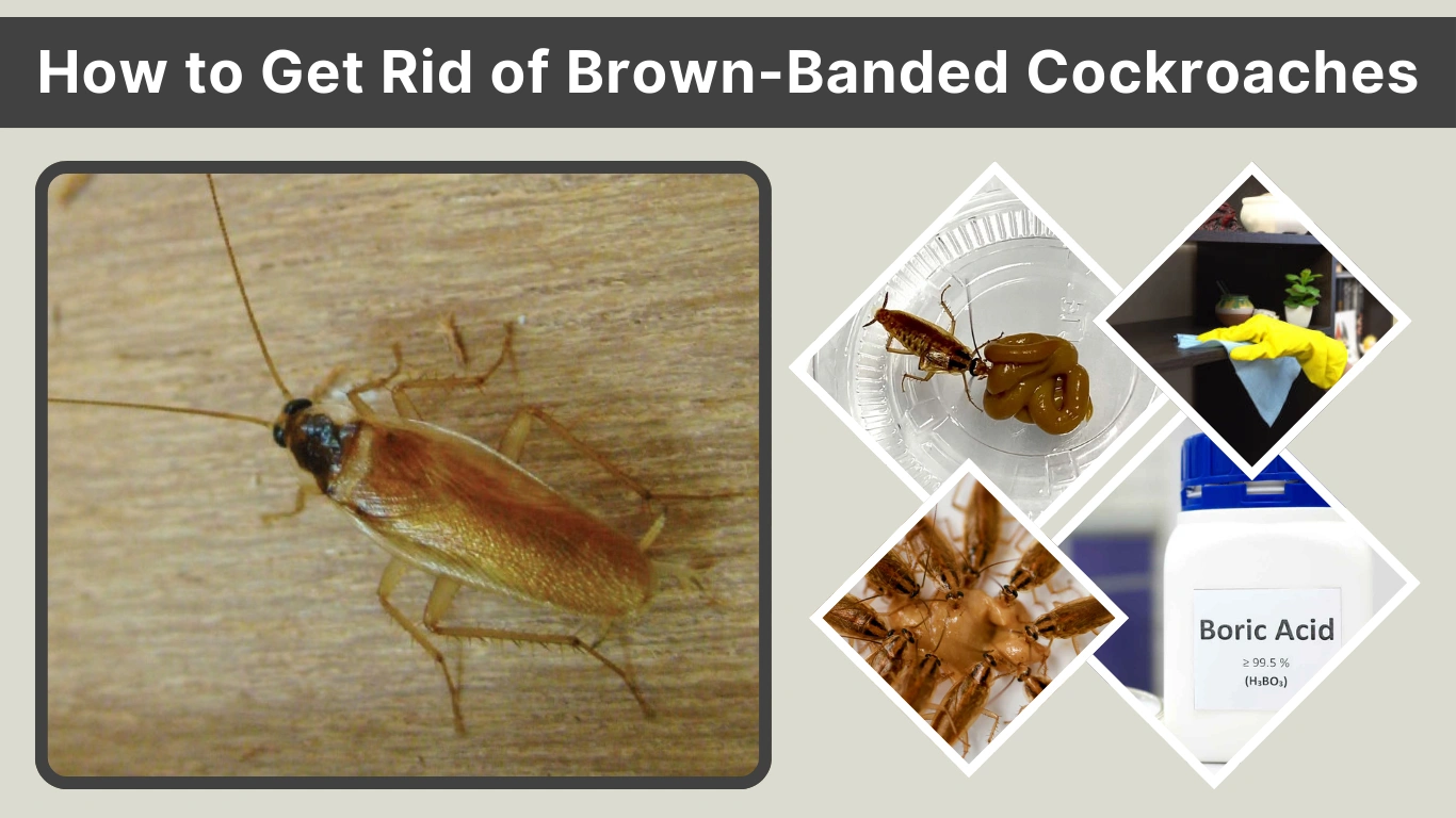 How to Get Rid of Brown-Banded Cockroaches Complete Removal Guide