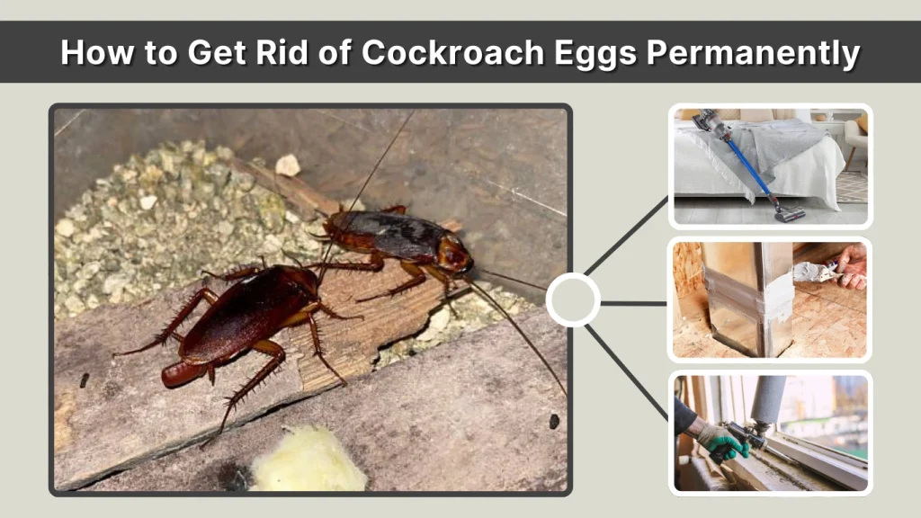 How to Get Rid of Cockroach Eggs Permanently