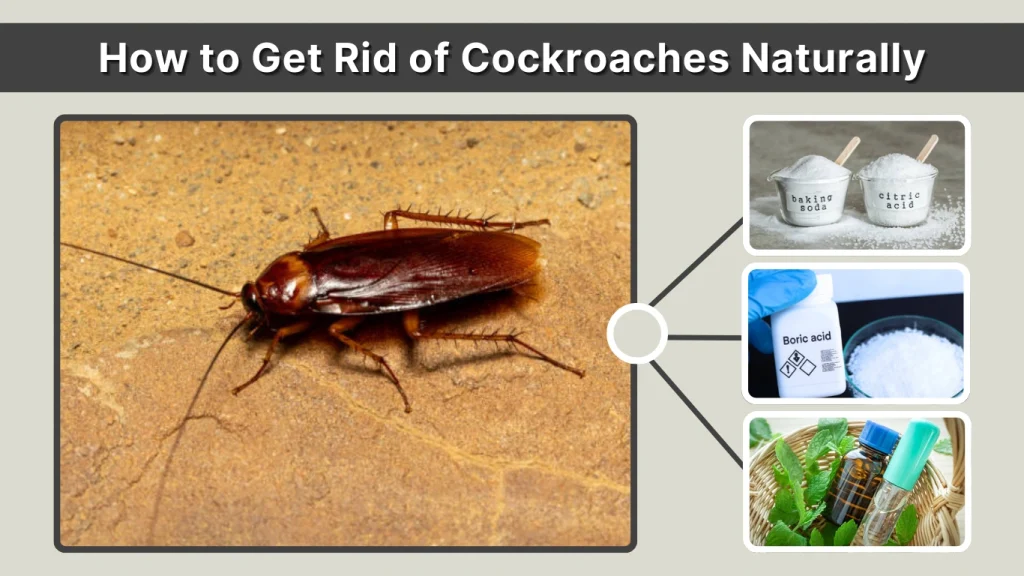 How to Get Rid of Cockroaches Naturally