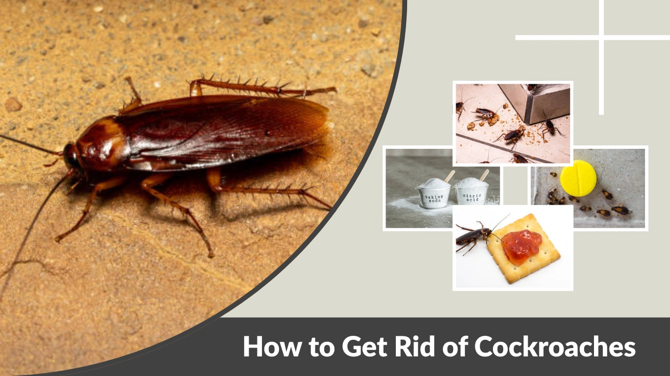 How to Get Rid of Cockroaches Permanently at Home