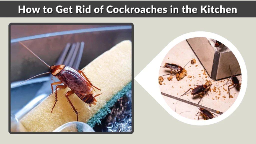How to Get Rid of Cockroaches in the Kitchen