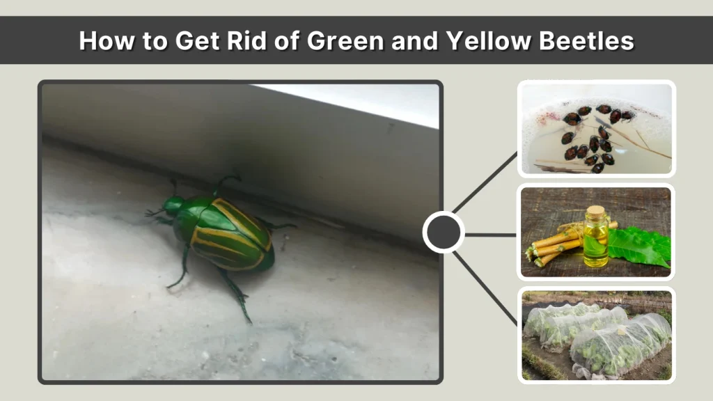 How to Get Rid of Green and Yellow Beetles