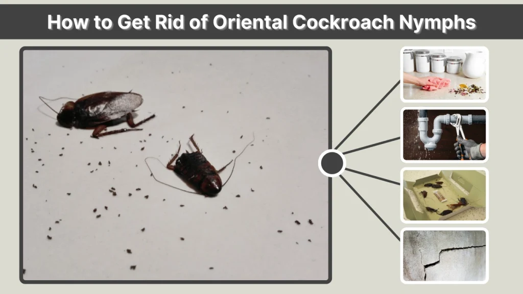 How to Get Rid of Oriental Cockroach Nymphs