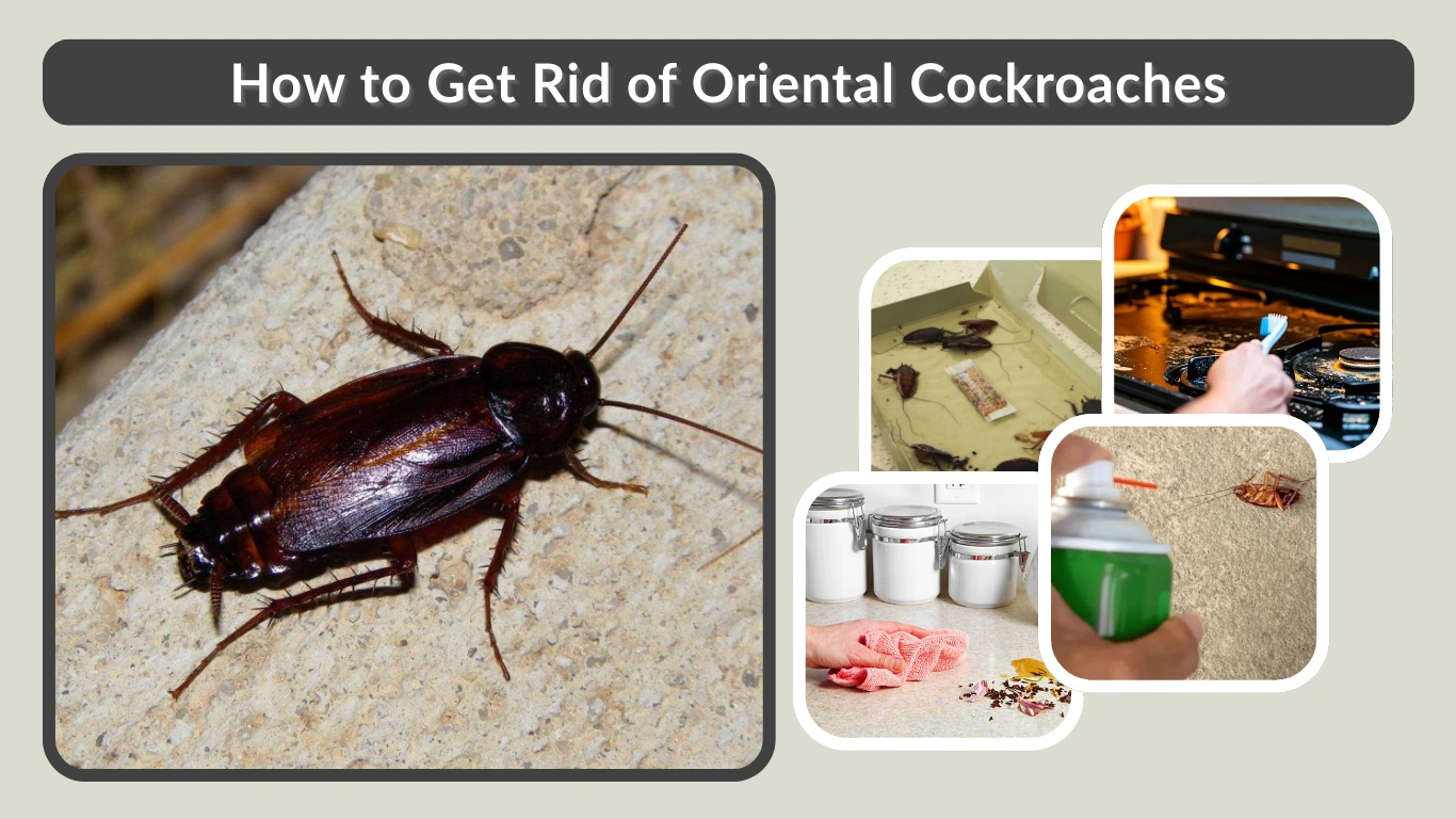How to Get Rid of Oriental Cockroaches Step-by-Step Guide