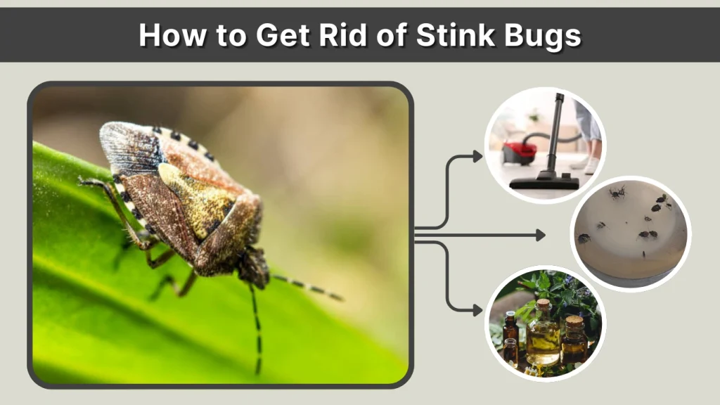 How to Get Rid of Stink Bugs