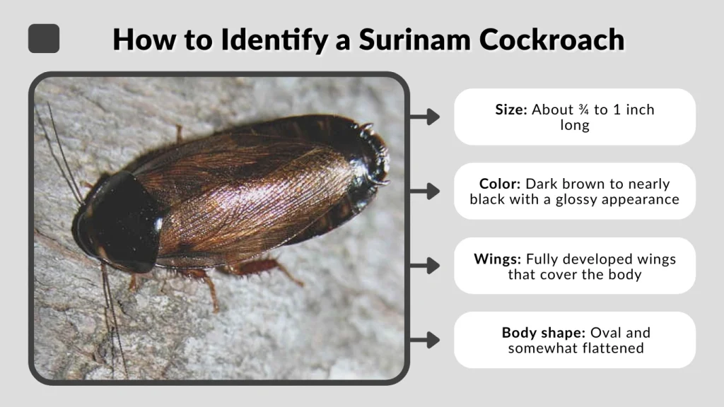 How to Identify a Surinam Cockroach