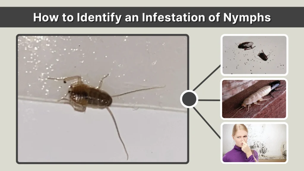 How to Identify an Infestation of Nymphs