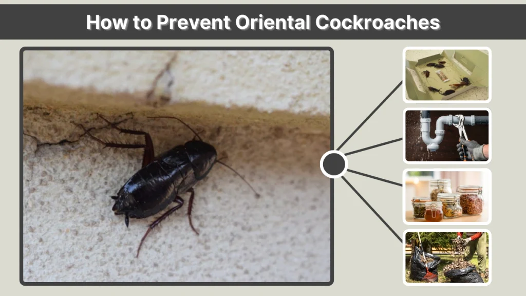 How to Prevent Oriental Cockroaches