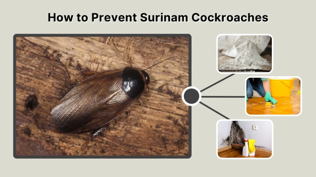 How to Prevent Surinam Cockroaches
