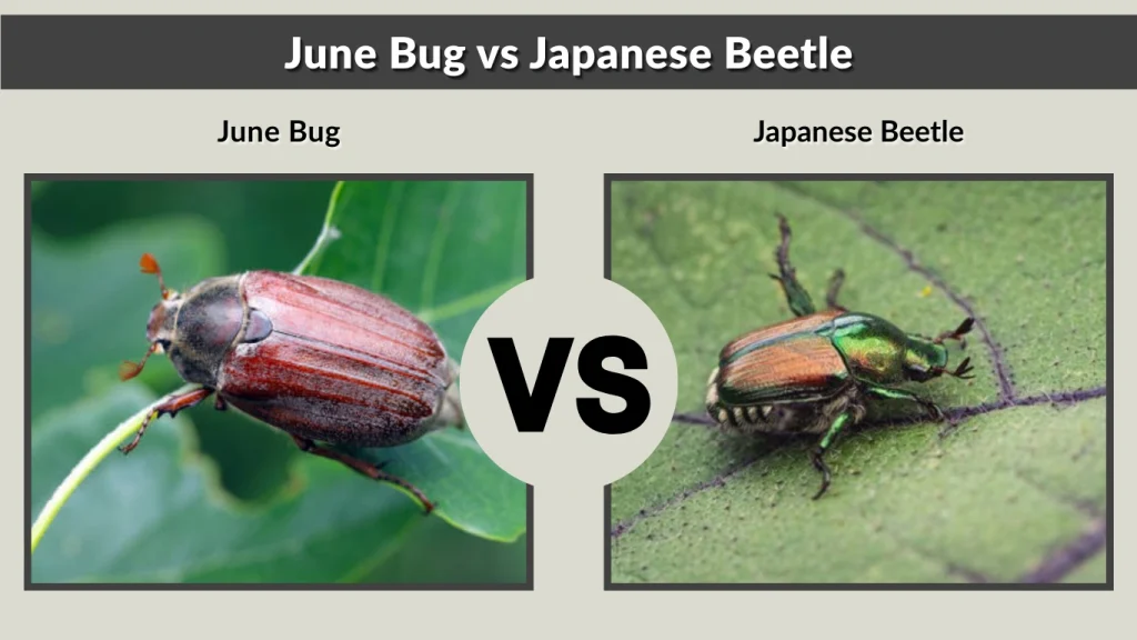 June Bug vs Japanese Beetle