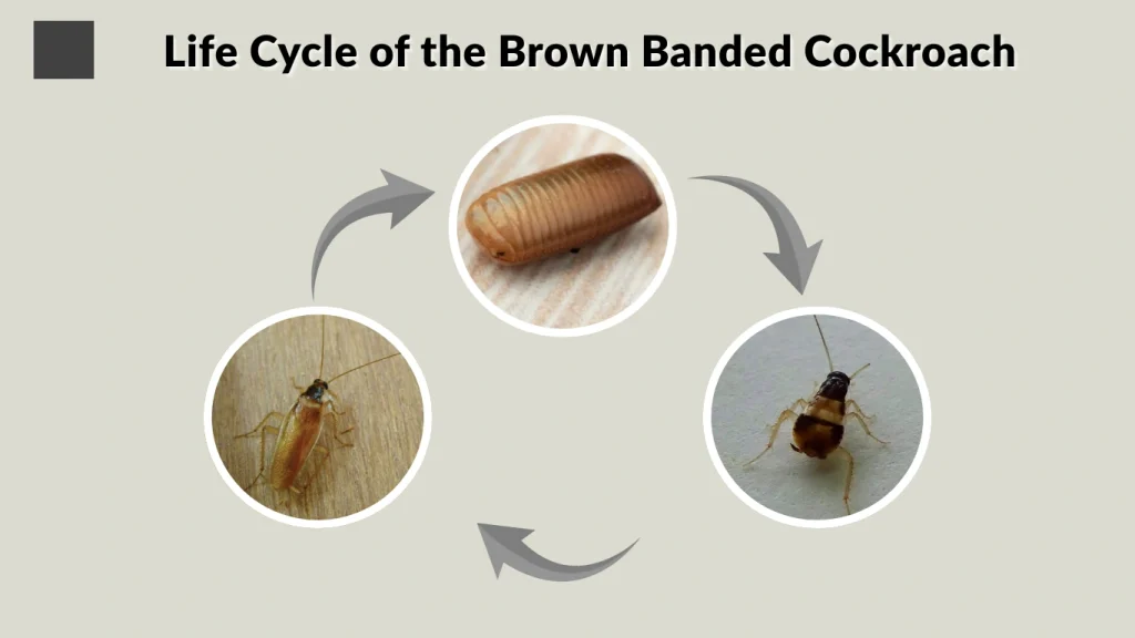 Life Cycle of the Brown Banded Cockroach