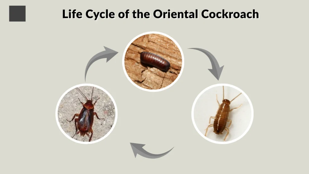 Life Cycle of the Oriental Cockroach
