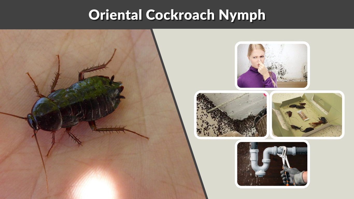 Oriental Cockroach Nymph Identification, Risks, and Control