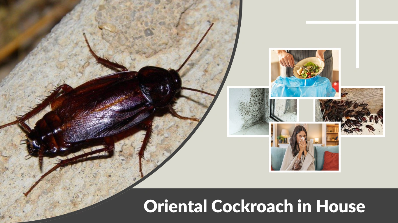 Oriental Cockroach in House What Should You Do