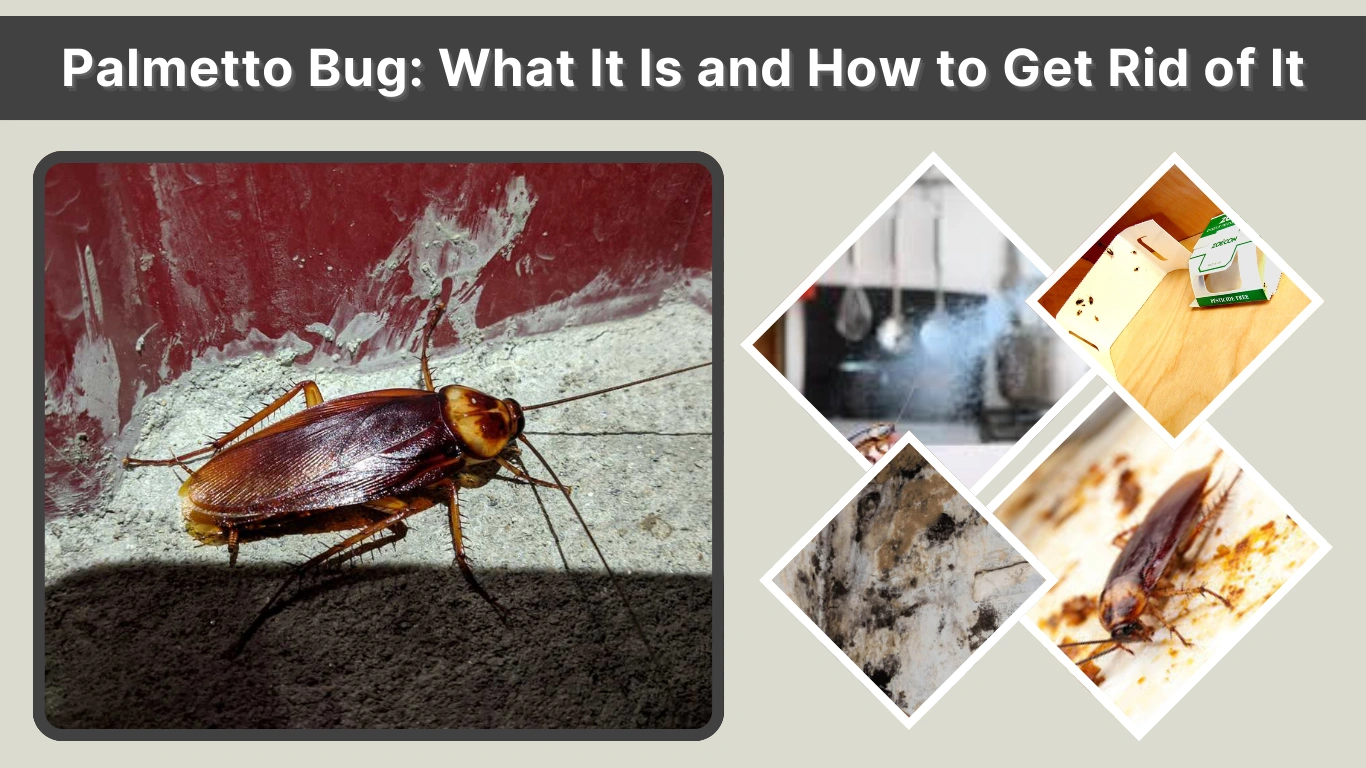 Palmetto Bug What It Is and How to Get Rid of It