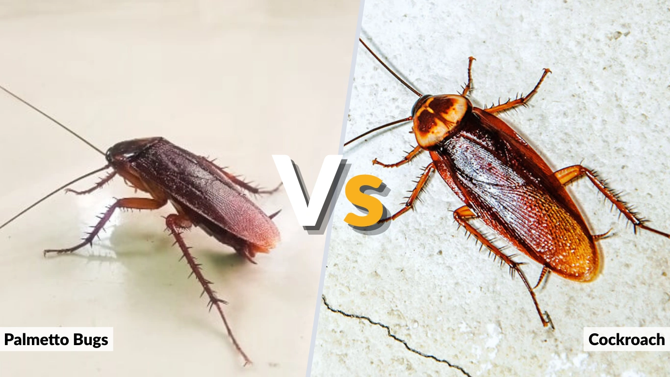 Palmetto Bugs vs Cockroach What’s the Difference