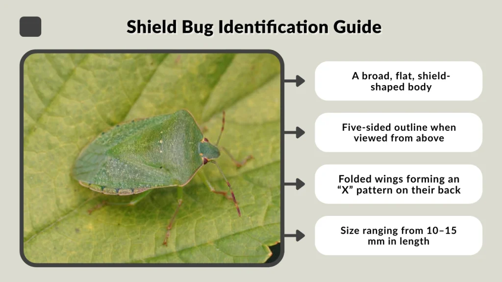 Shield Bug Identification Guide