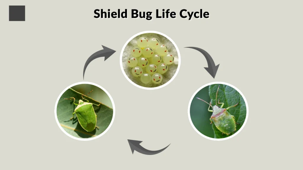 Shield Bug Life Cycle